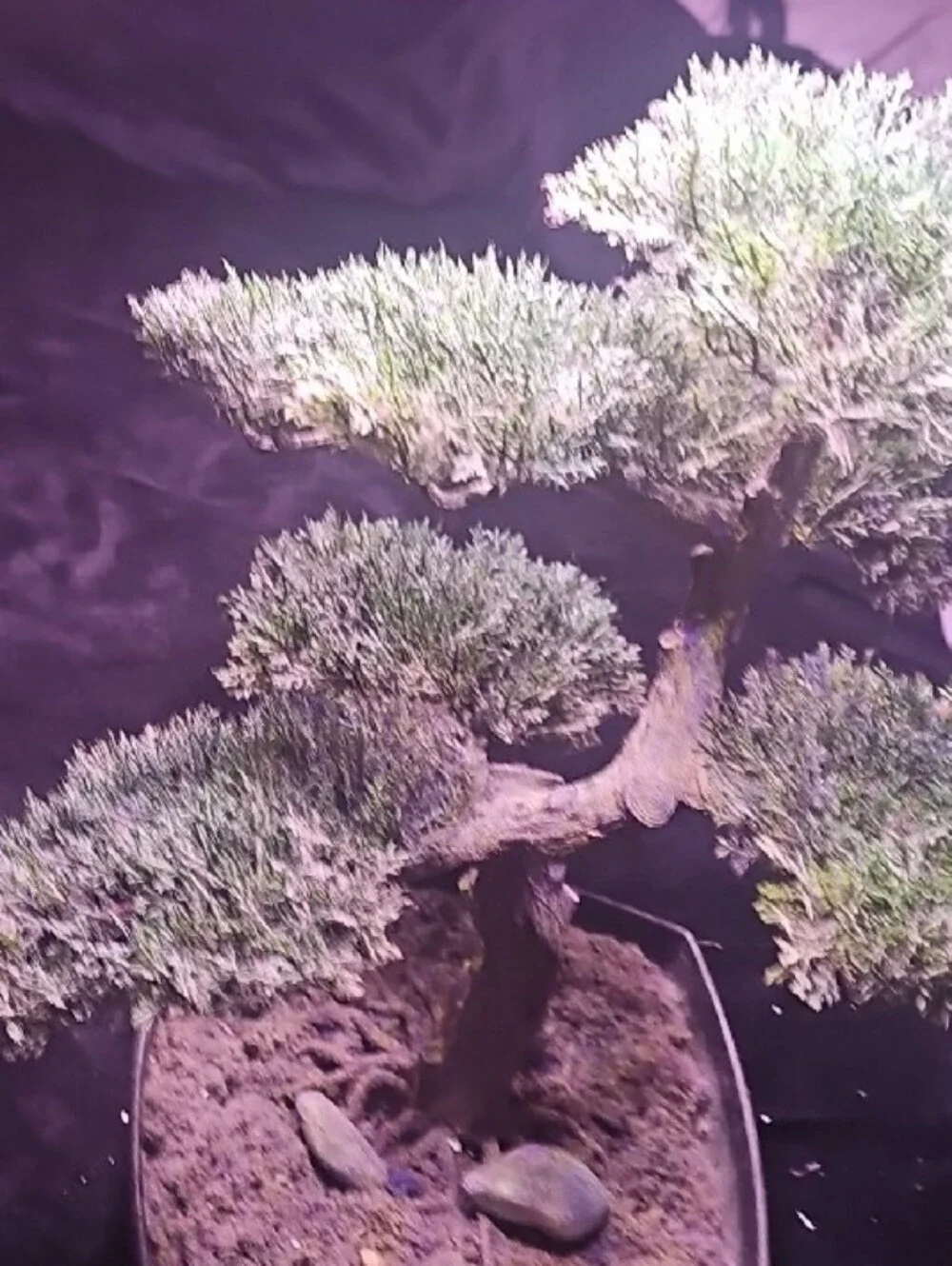 Bonsai Accent Tree in Green - Unbranded